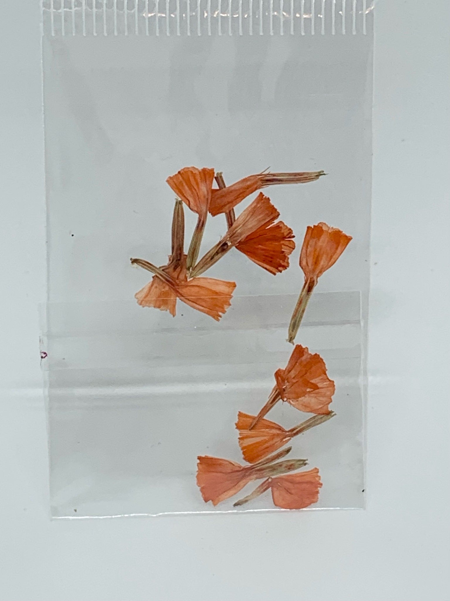 Dried Flowers - tiny tulip