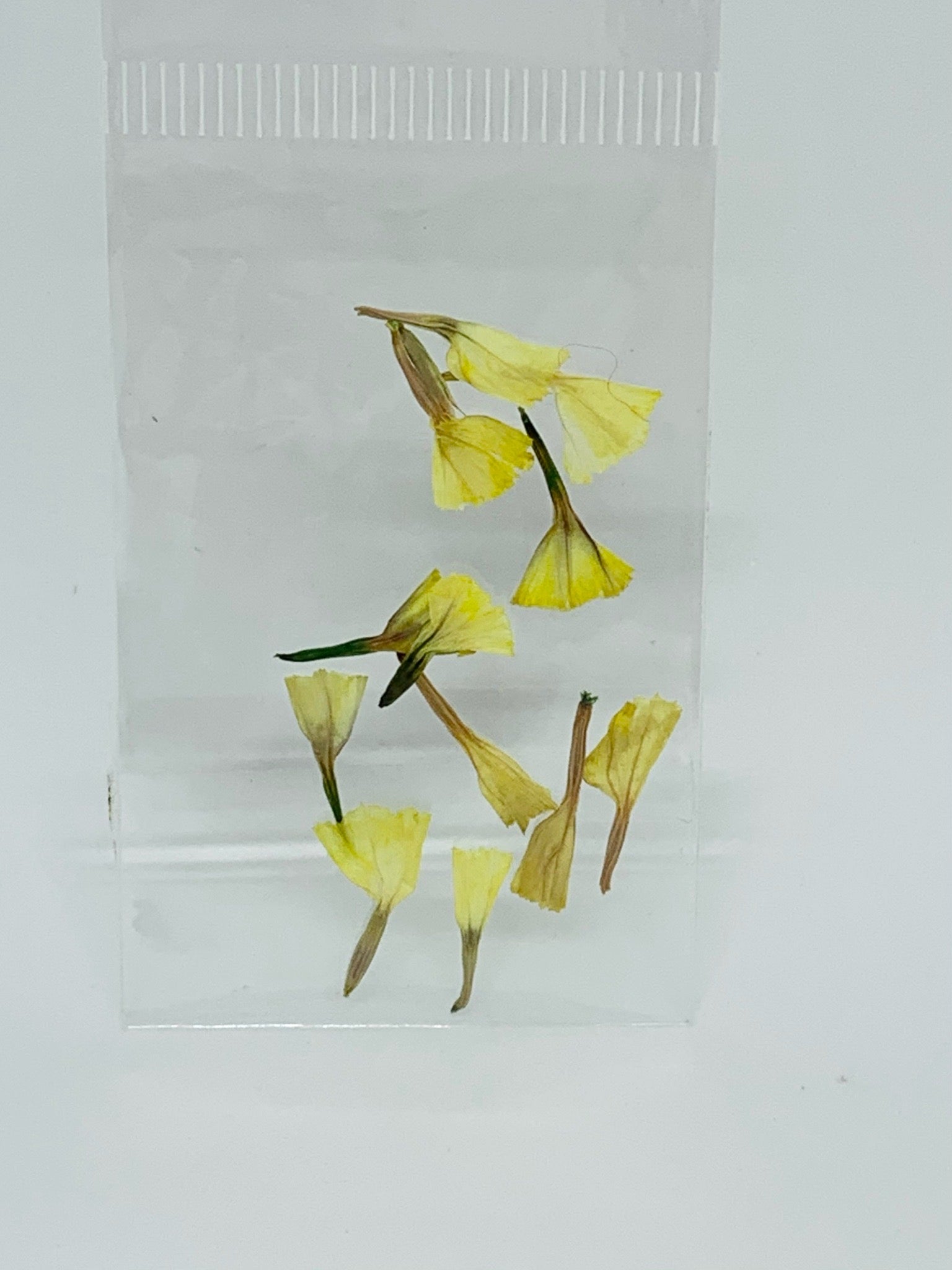 Dried Flowers - tiny tulip