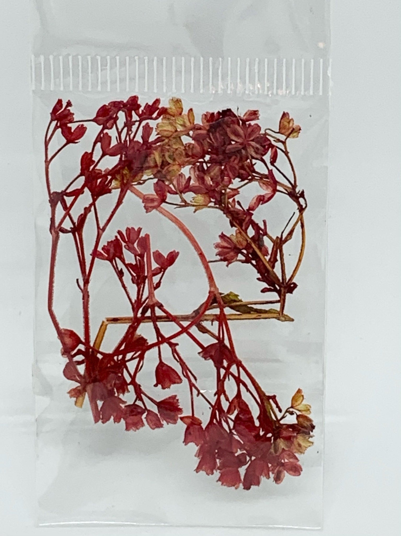 Dried Flowers - small branch flowers