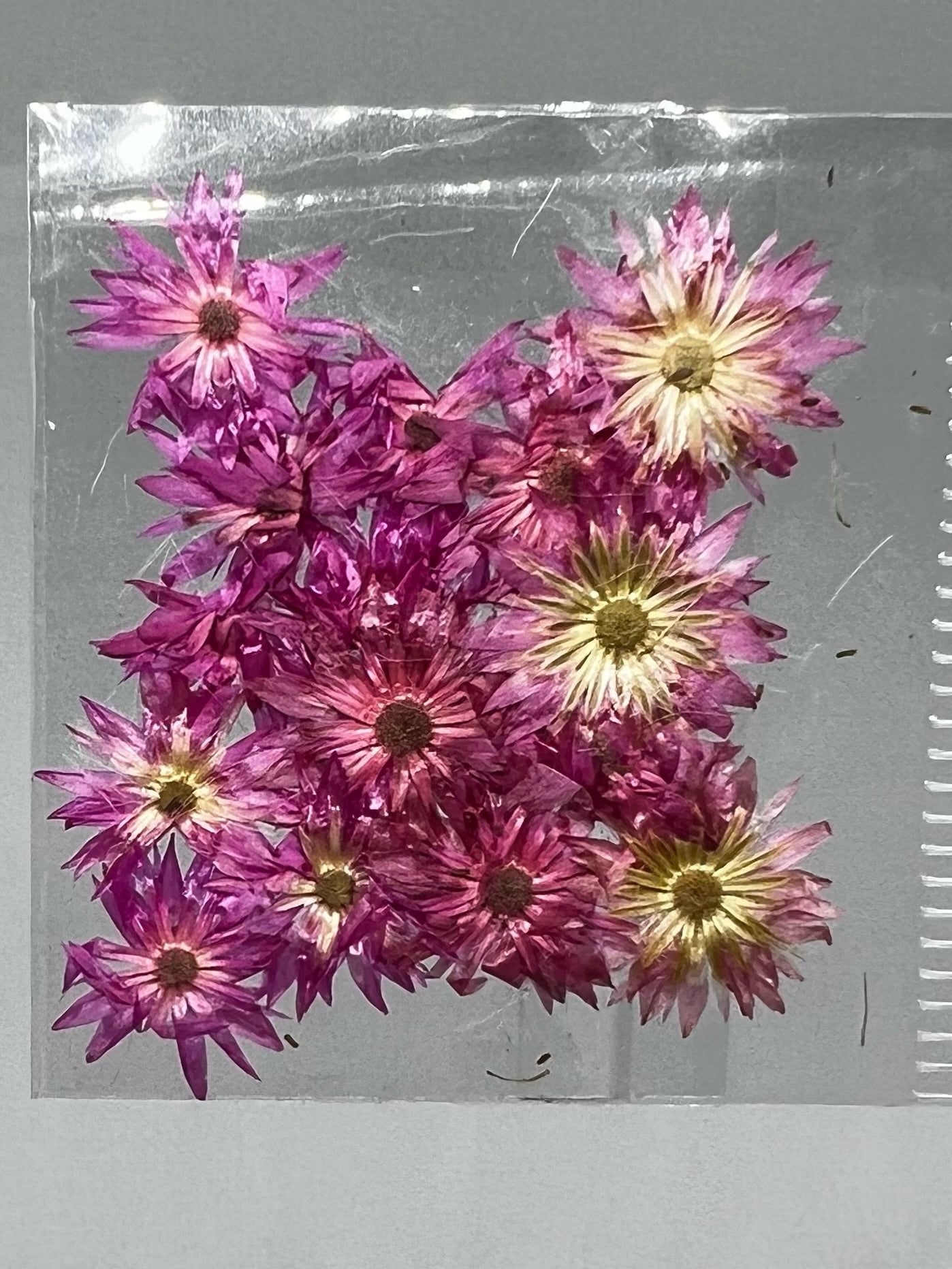 Dried Flowers - Daisy