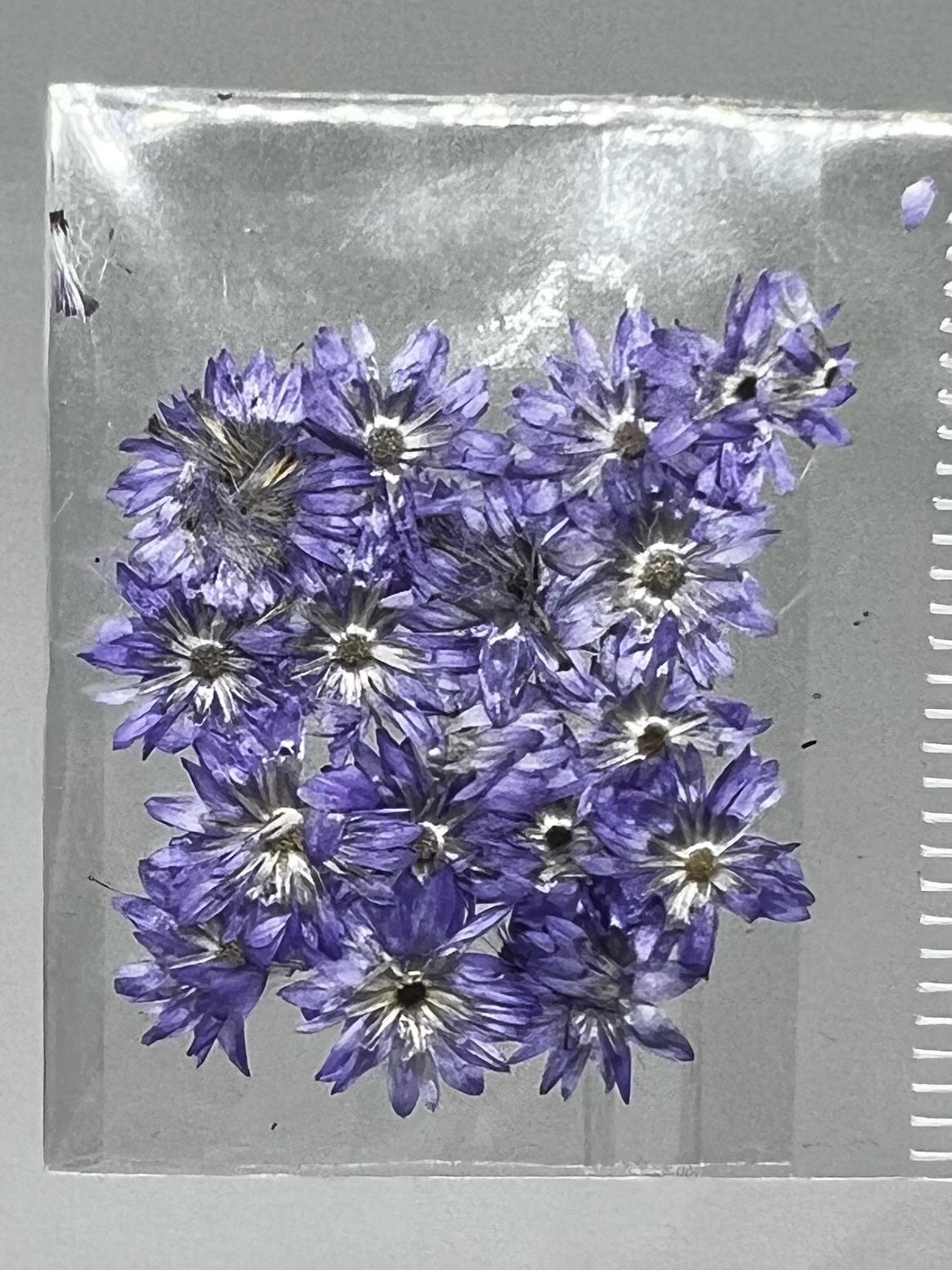 Dried Flowers - Daisy