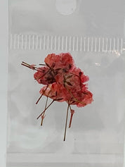 Dried Flowers - tiny Italian rose