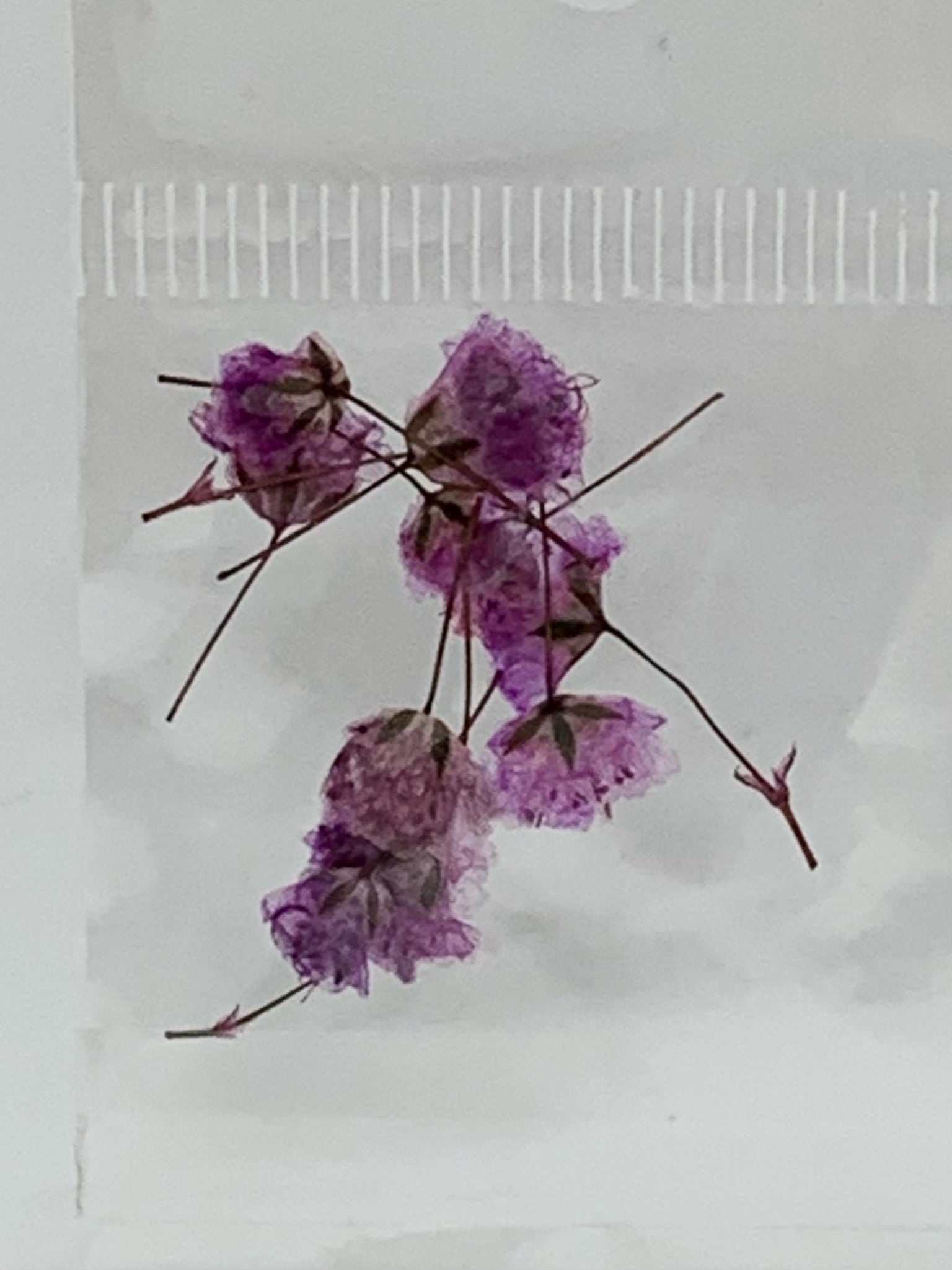 Dried Flowers - tiny Italian rose