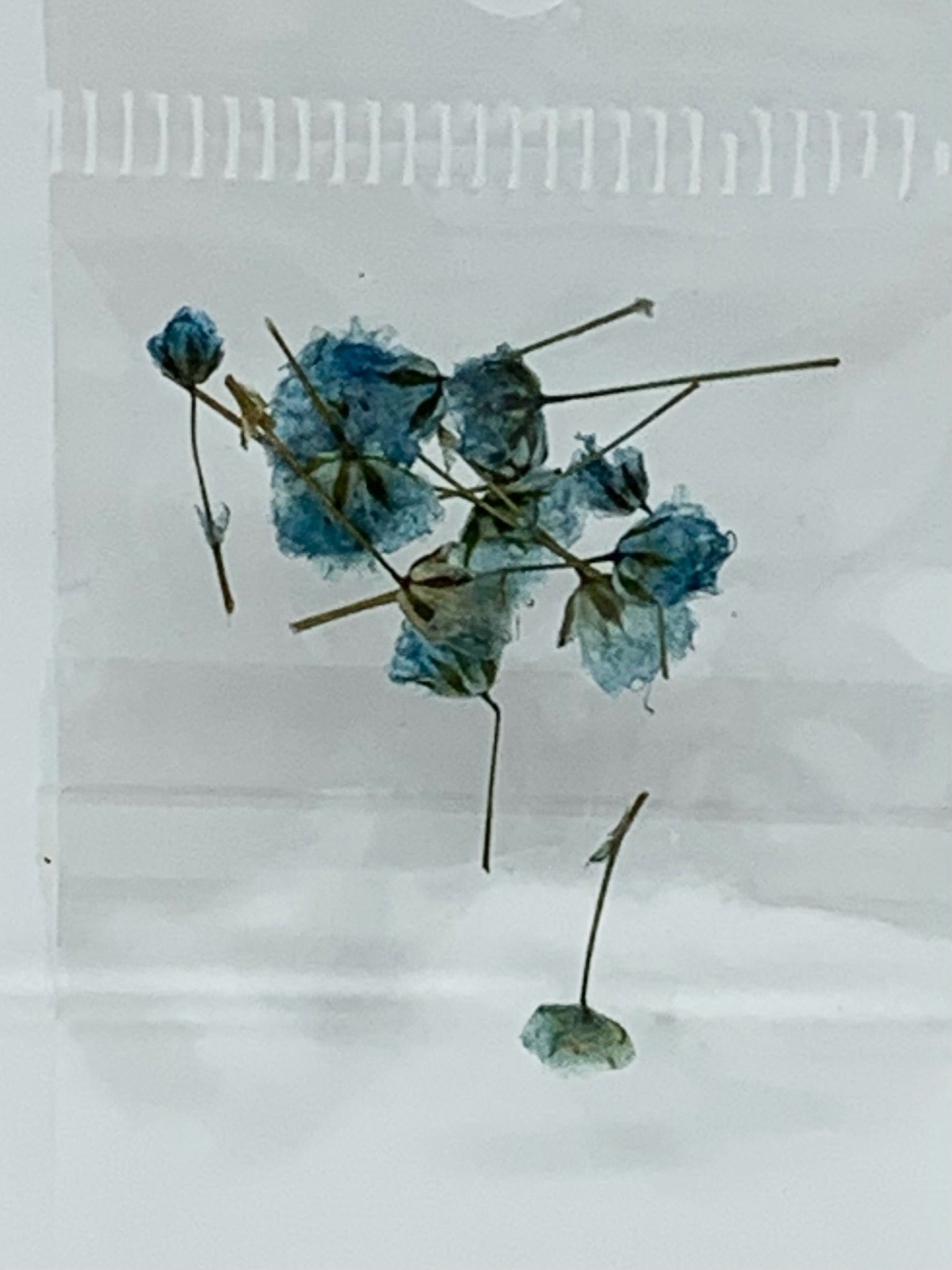 Dried Flowers - tiny Italian rose