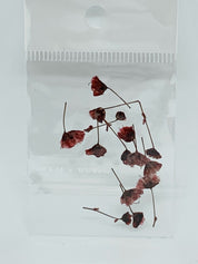 Dried Flowers - tiny Italian rose