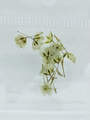 Dried Flowers - tiny Italian rose