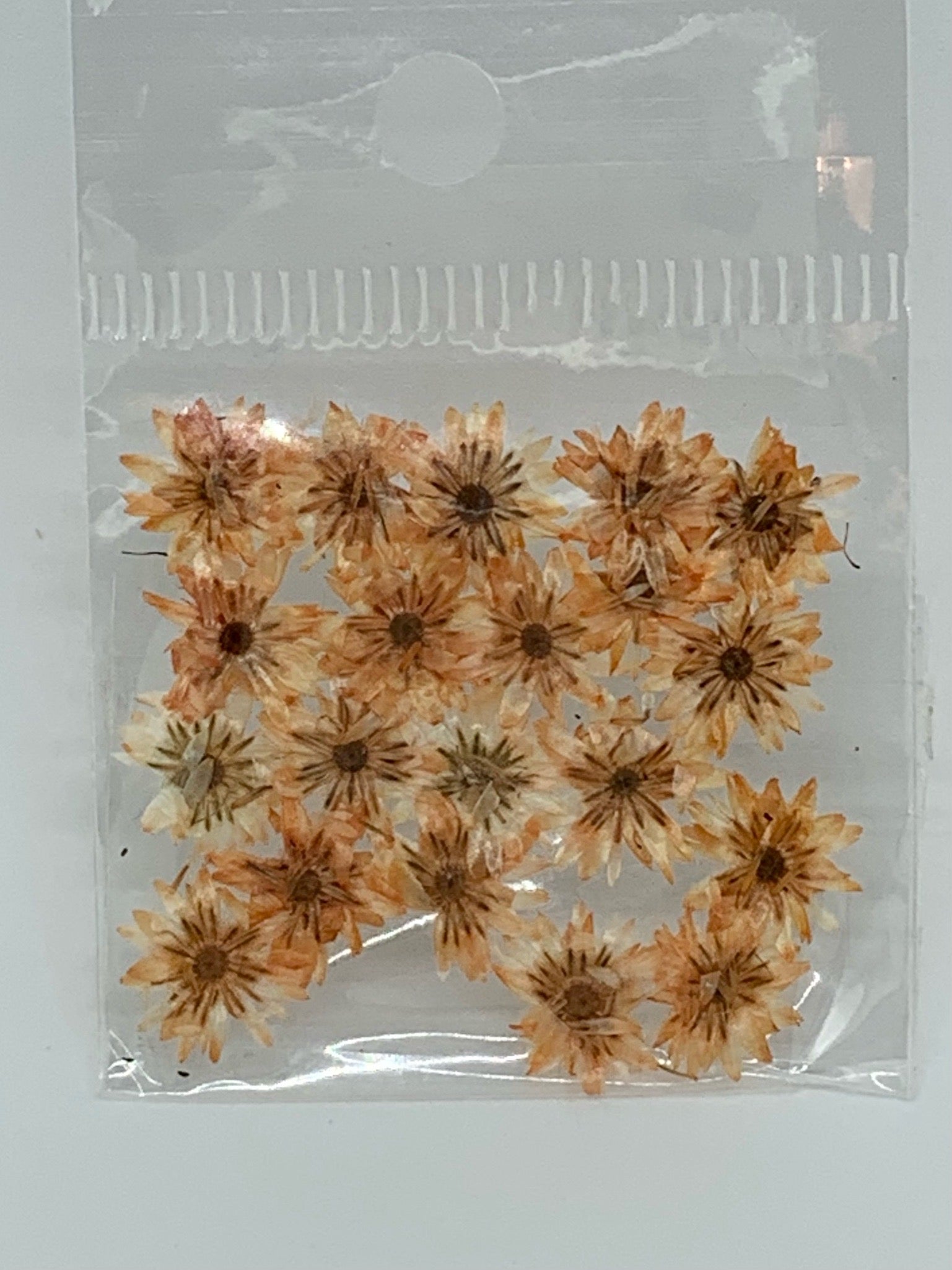 Dried Flowers - Daisy