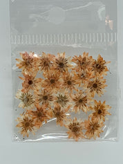 Dried Flowers - Daisy