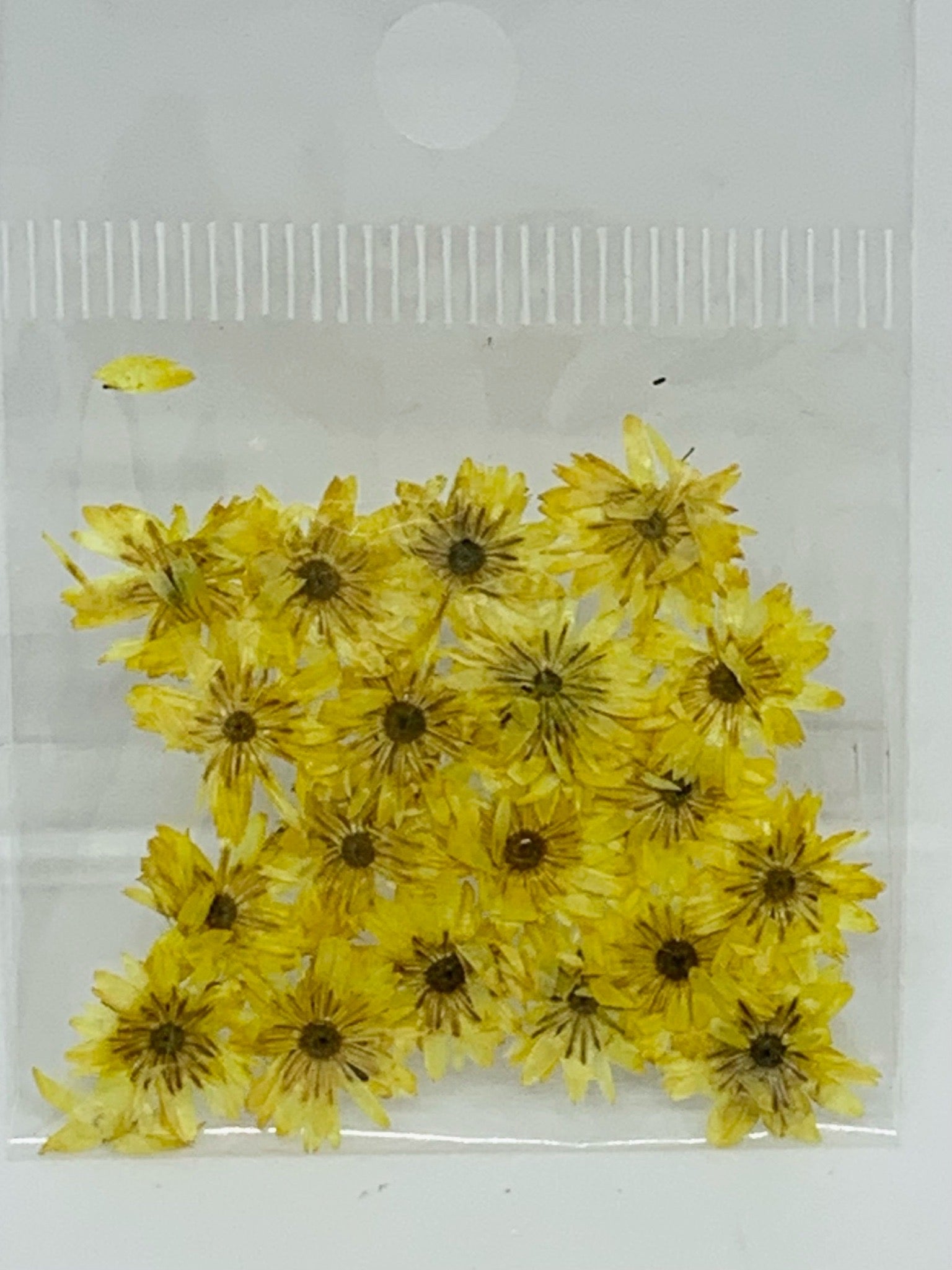 Dried Flowers - Daisy