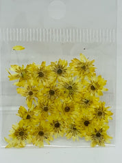 Dried Flowers - Daisy