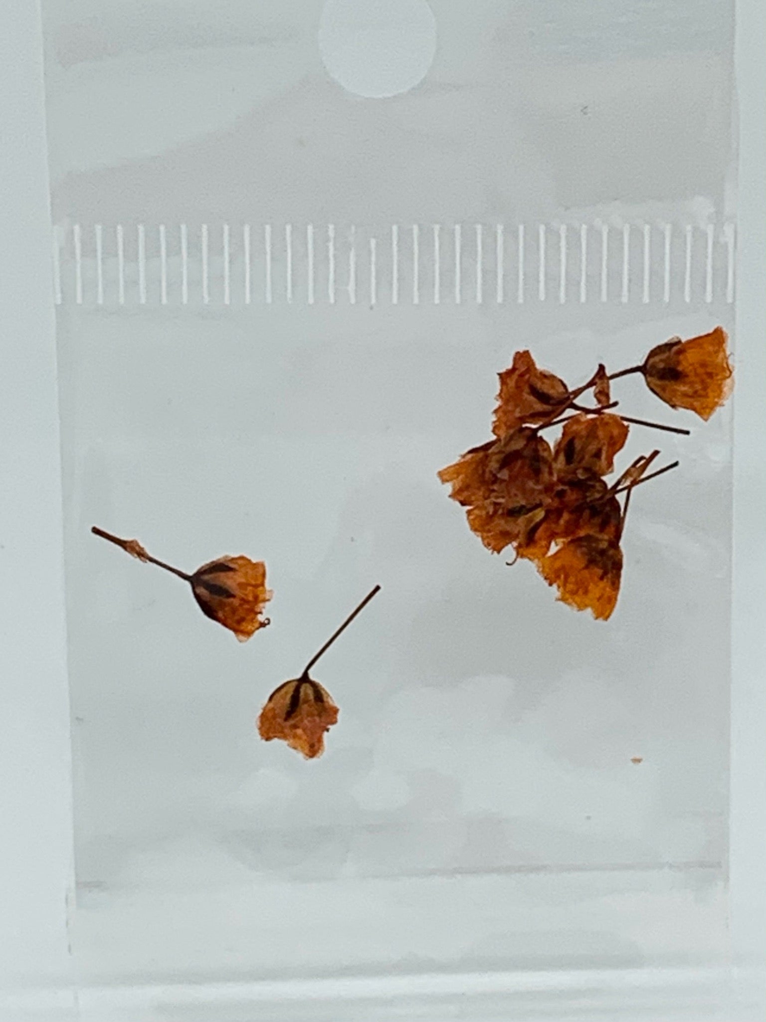 Dried Flowers - tiny Italian rose