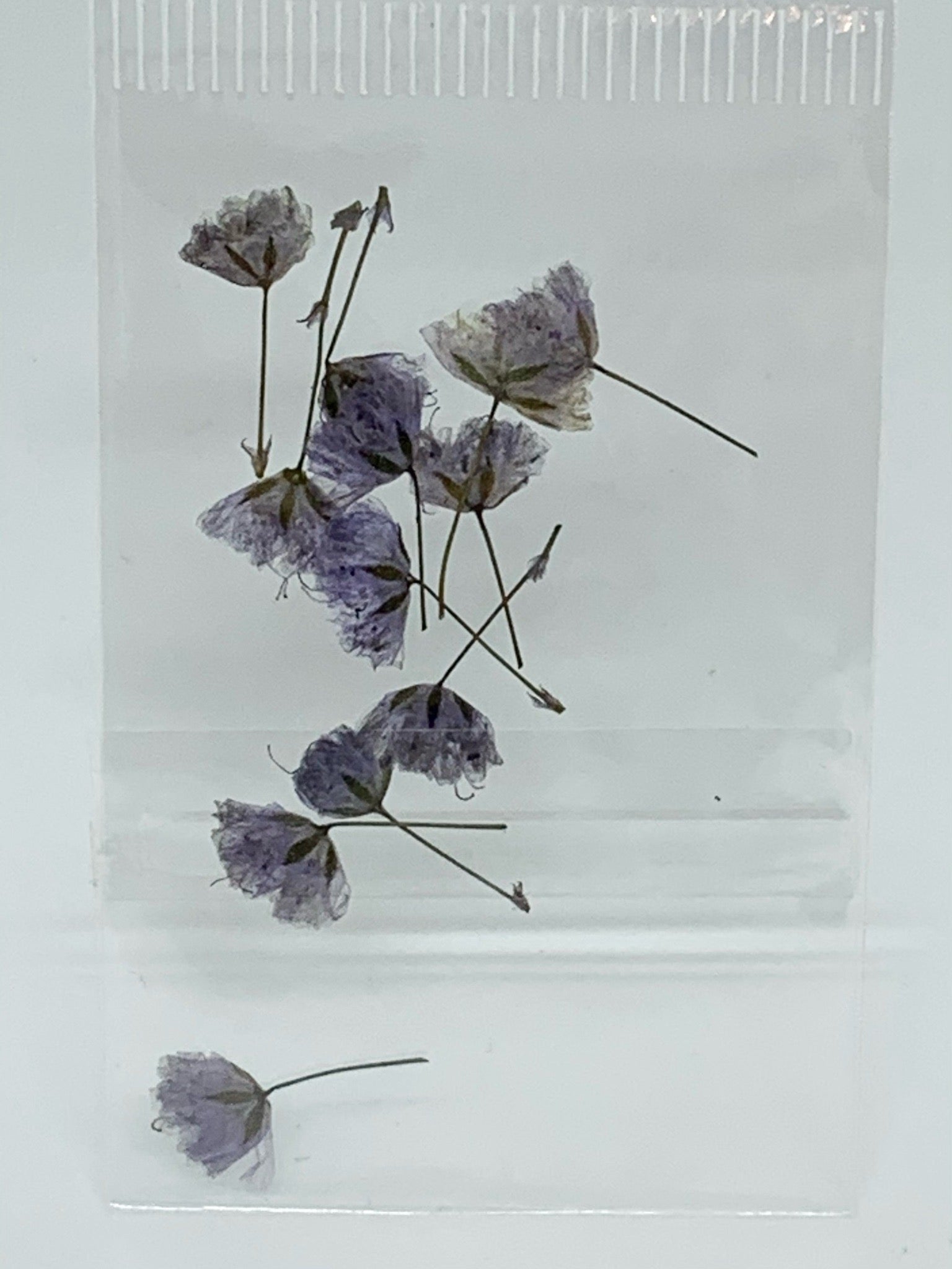 Dried Flowers - tiny Italian rose