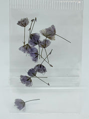 Dried Flowers - tiny Italian rose