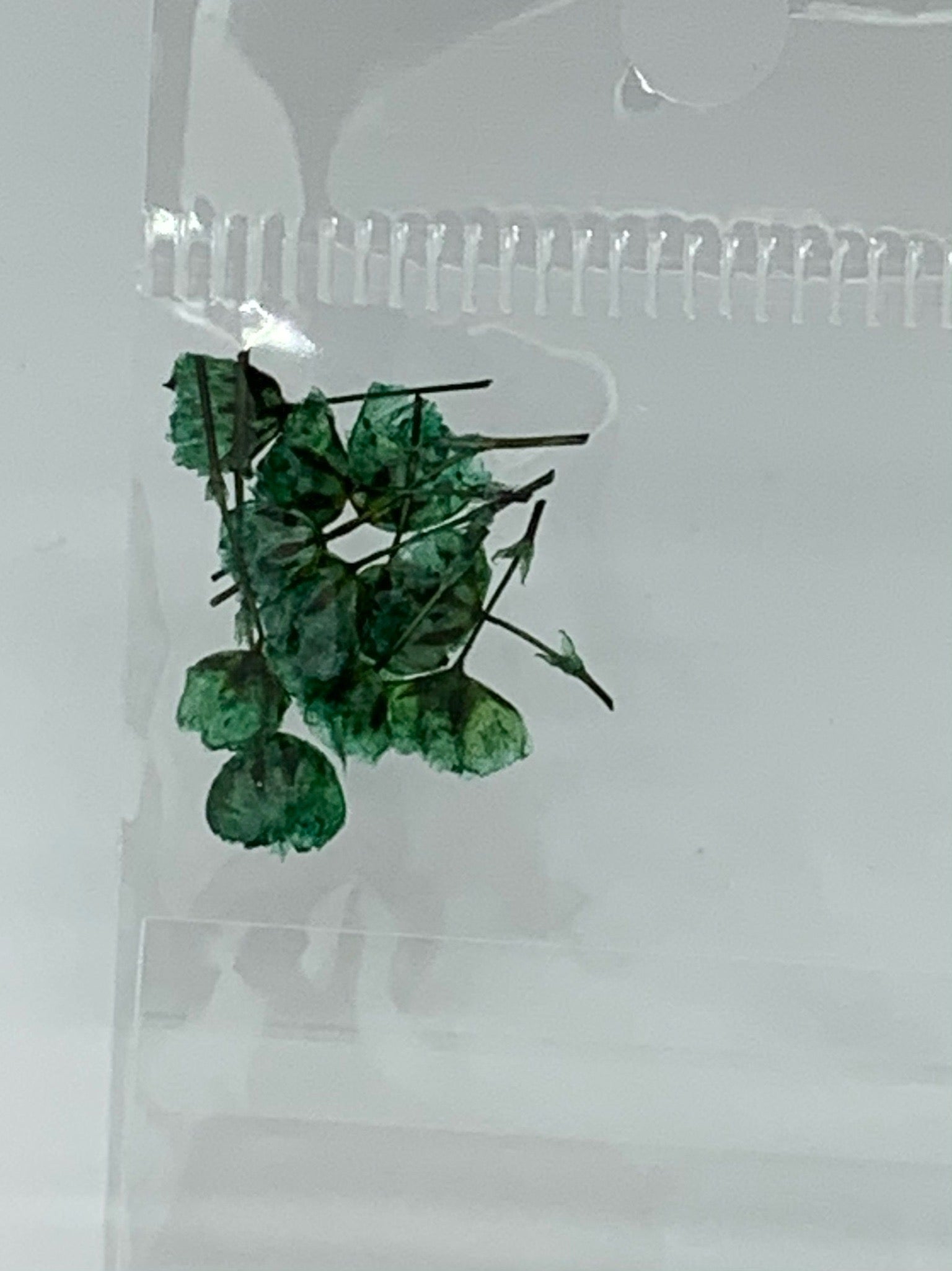 Dried Flowers - tiny Italian rose