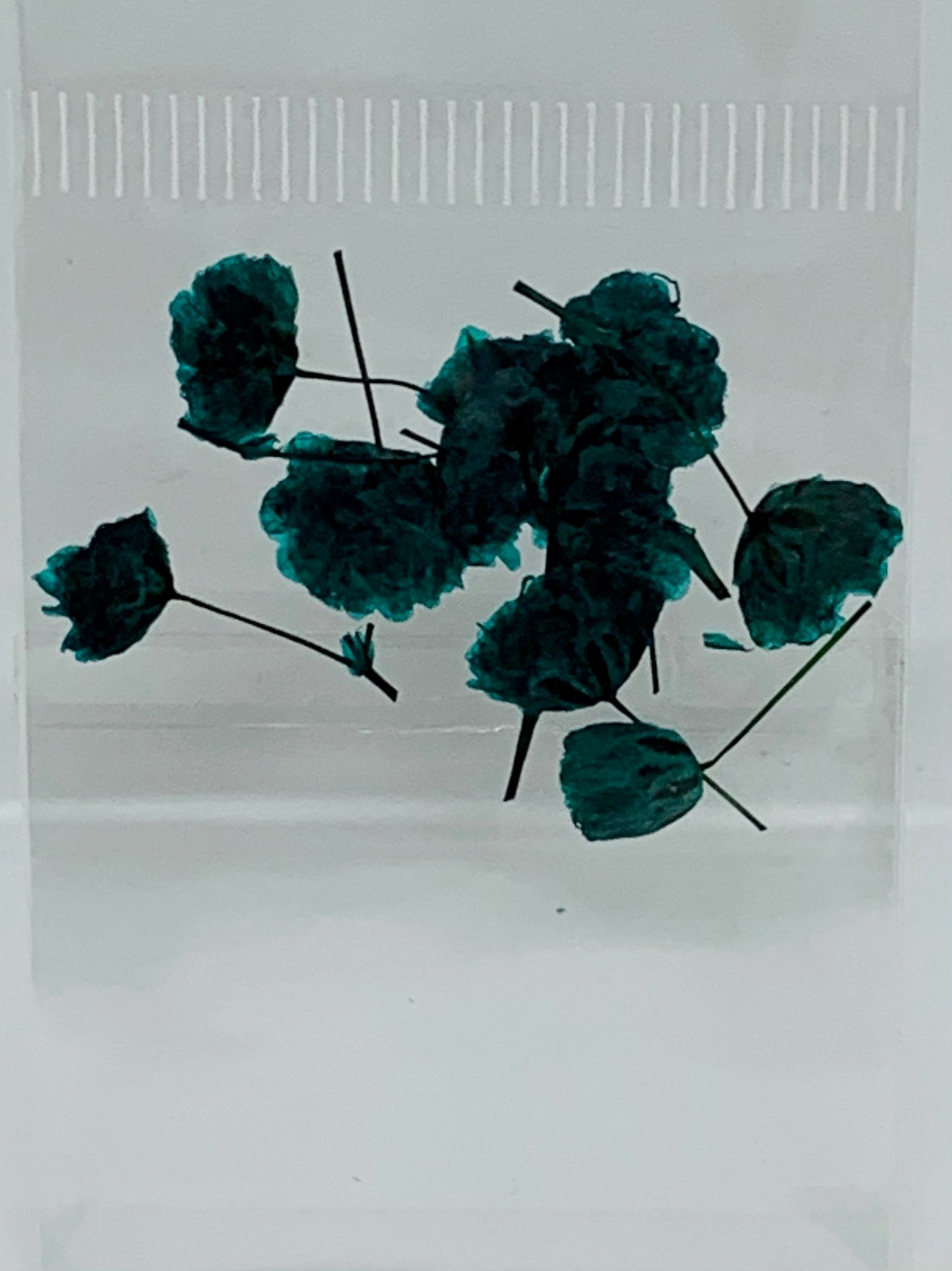 Dried Flowers - tiny Italian rose