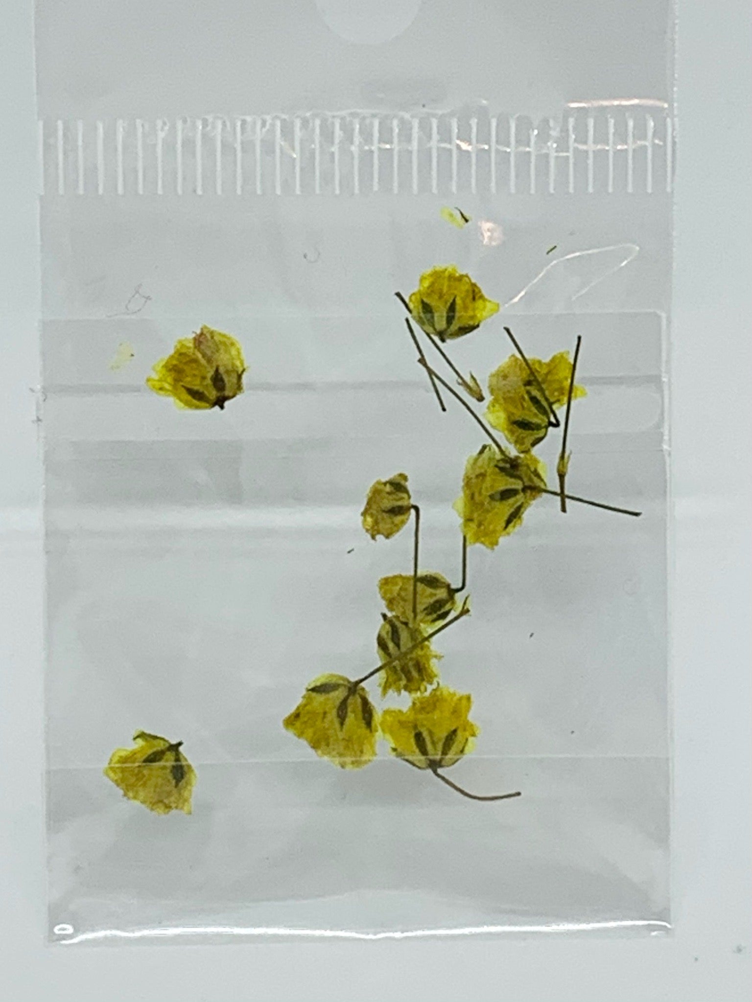 Dried Flowers - tiny Italian rose
