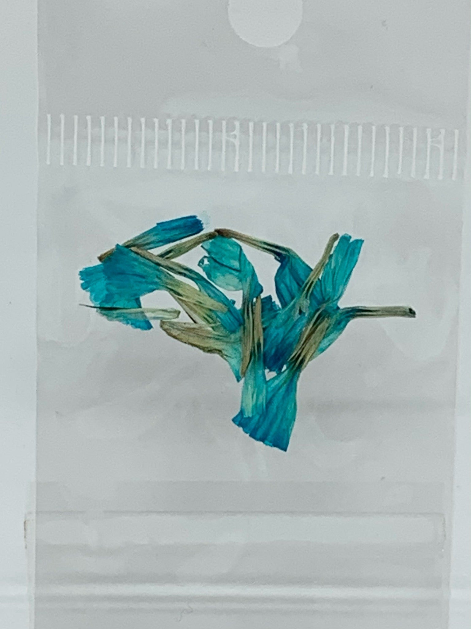 Dried Flowers - tiny tulip