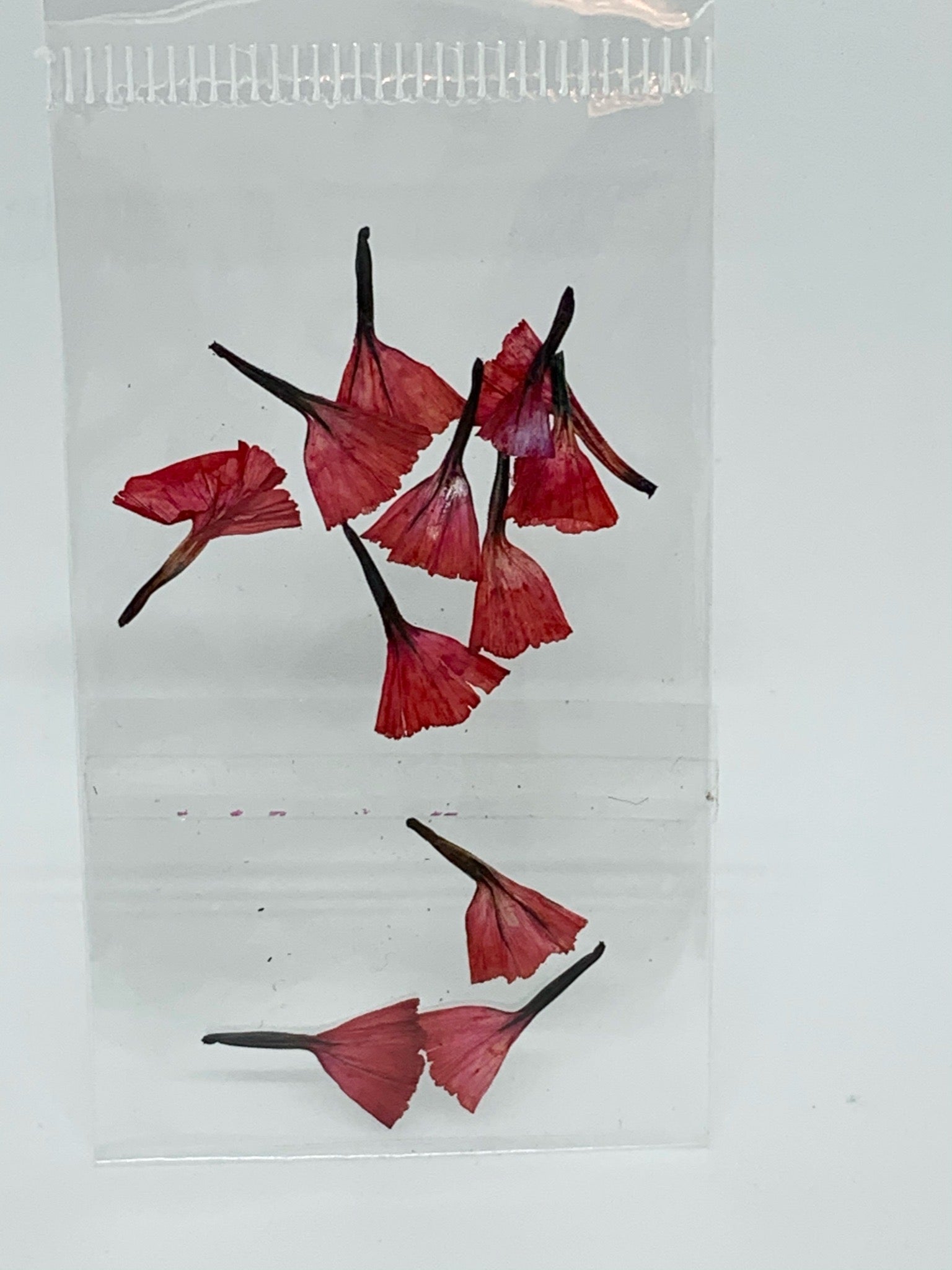 Dried Flowers - tiny tulip