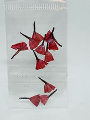 Dried Flowers - tiny tulip