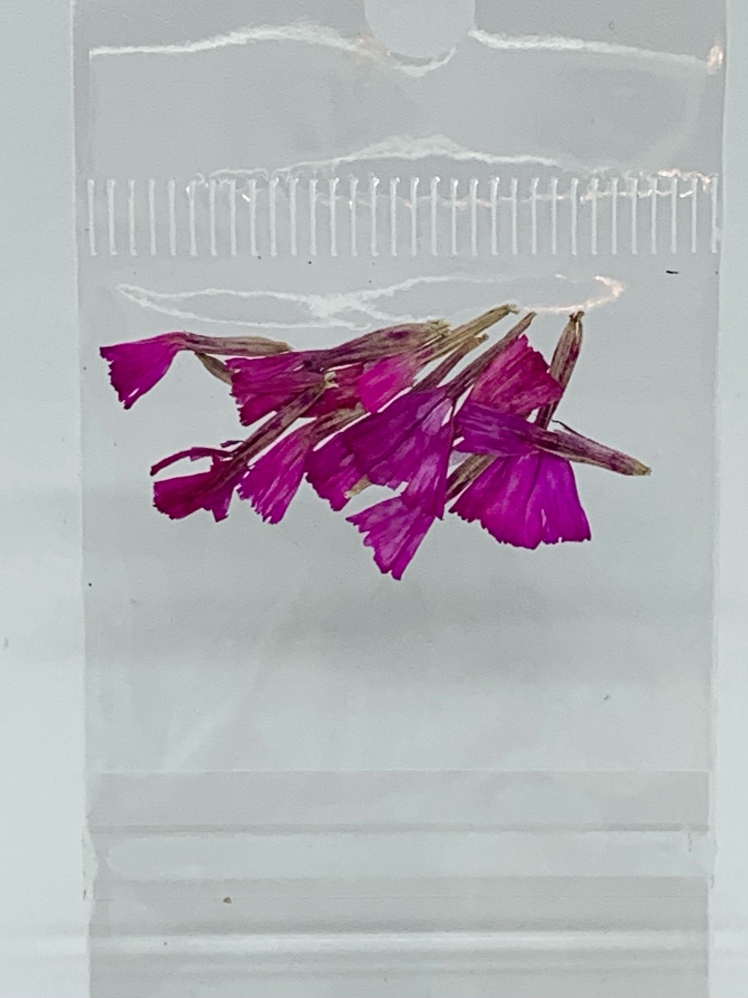 Dried Flowers - tiny tulip