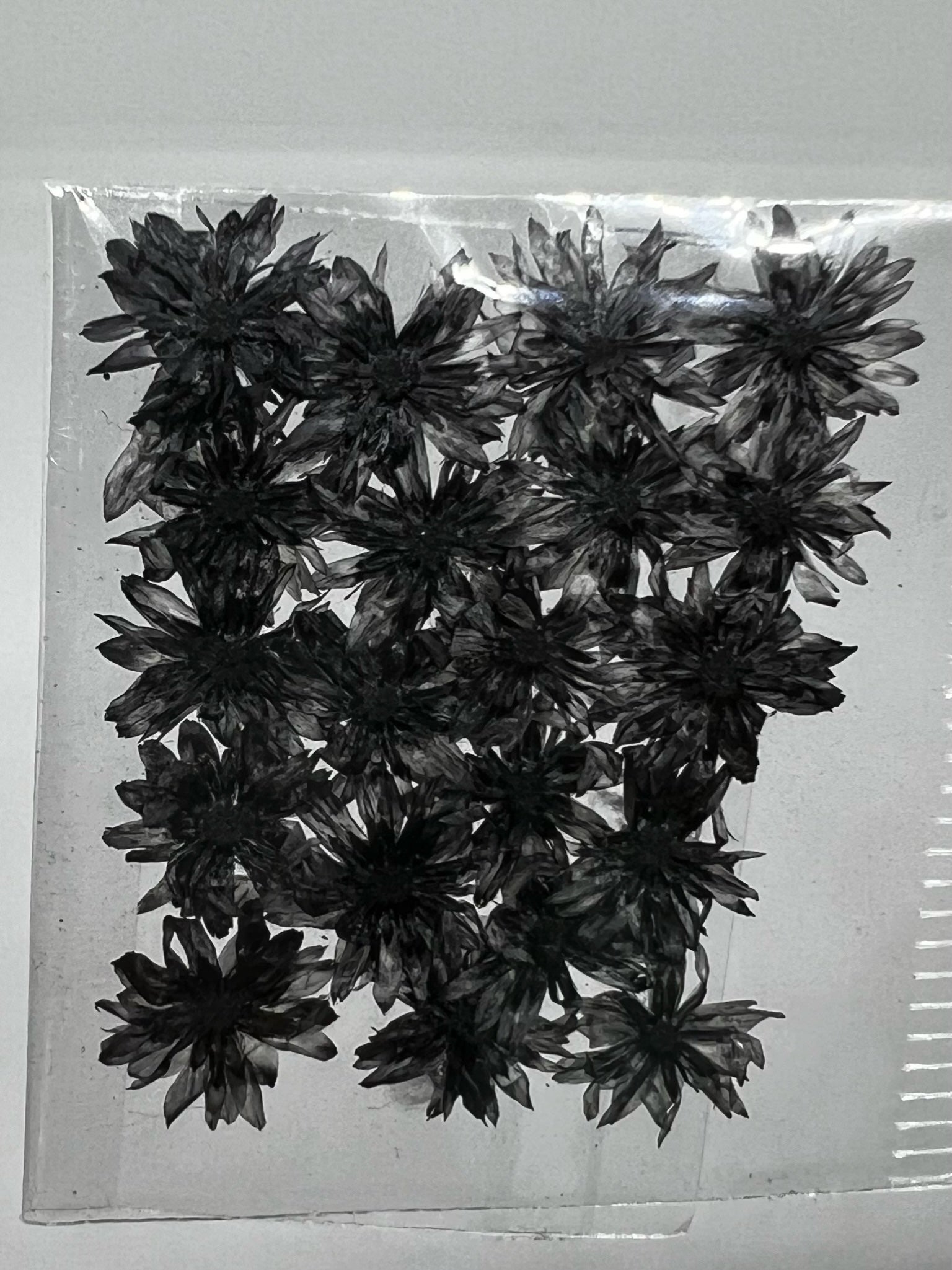 Dried Flowers - Daisy