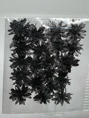 Dried Flowers - Daisy