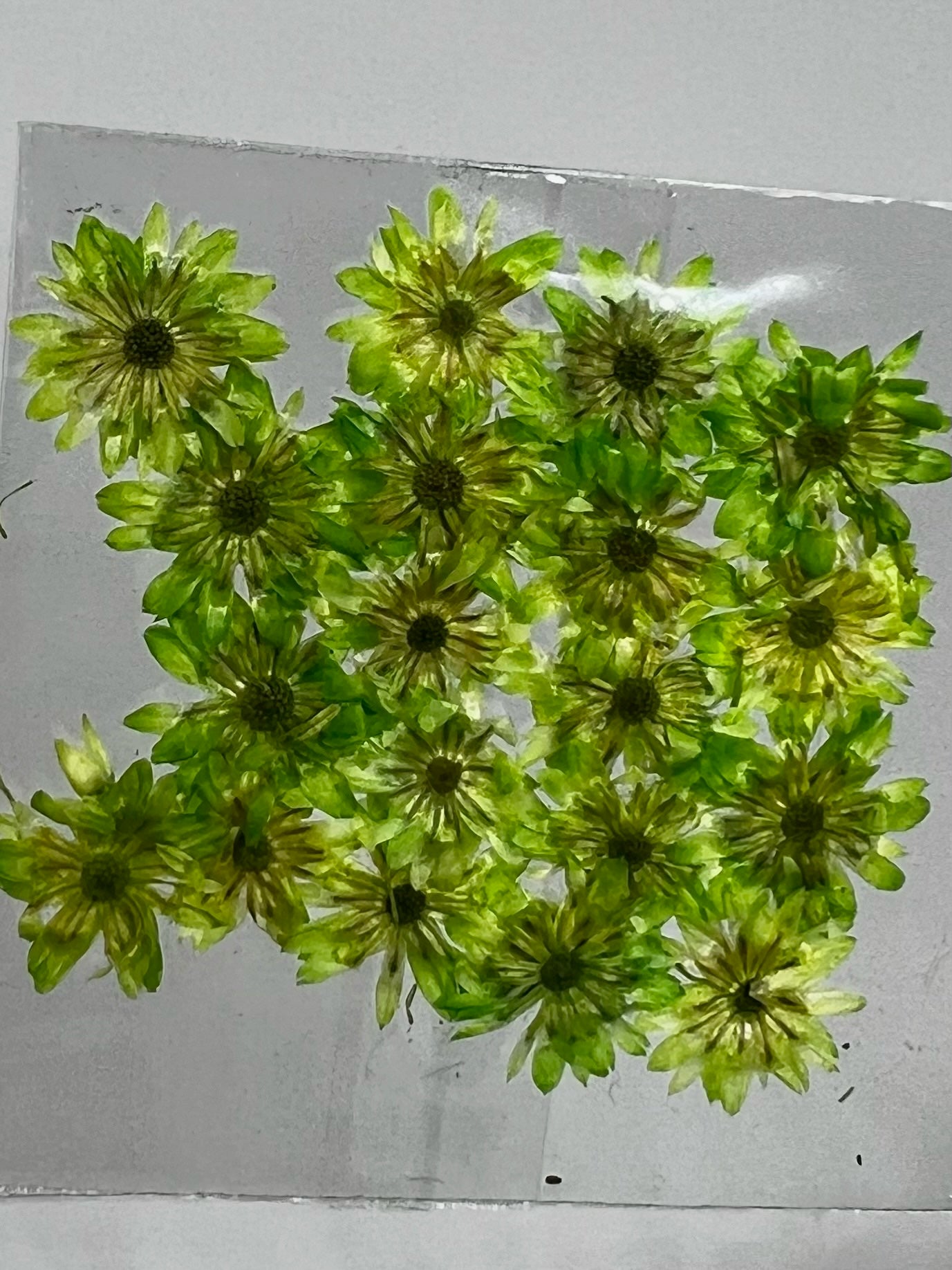 Dried Flowers - Daisy