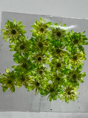 Dried Flowers - Daisy