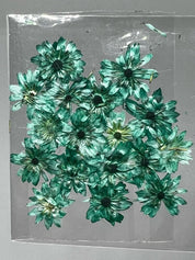 Dried Flowers - Daisy
