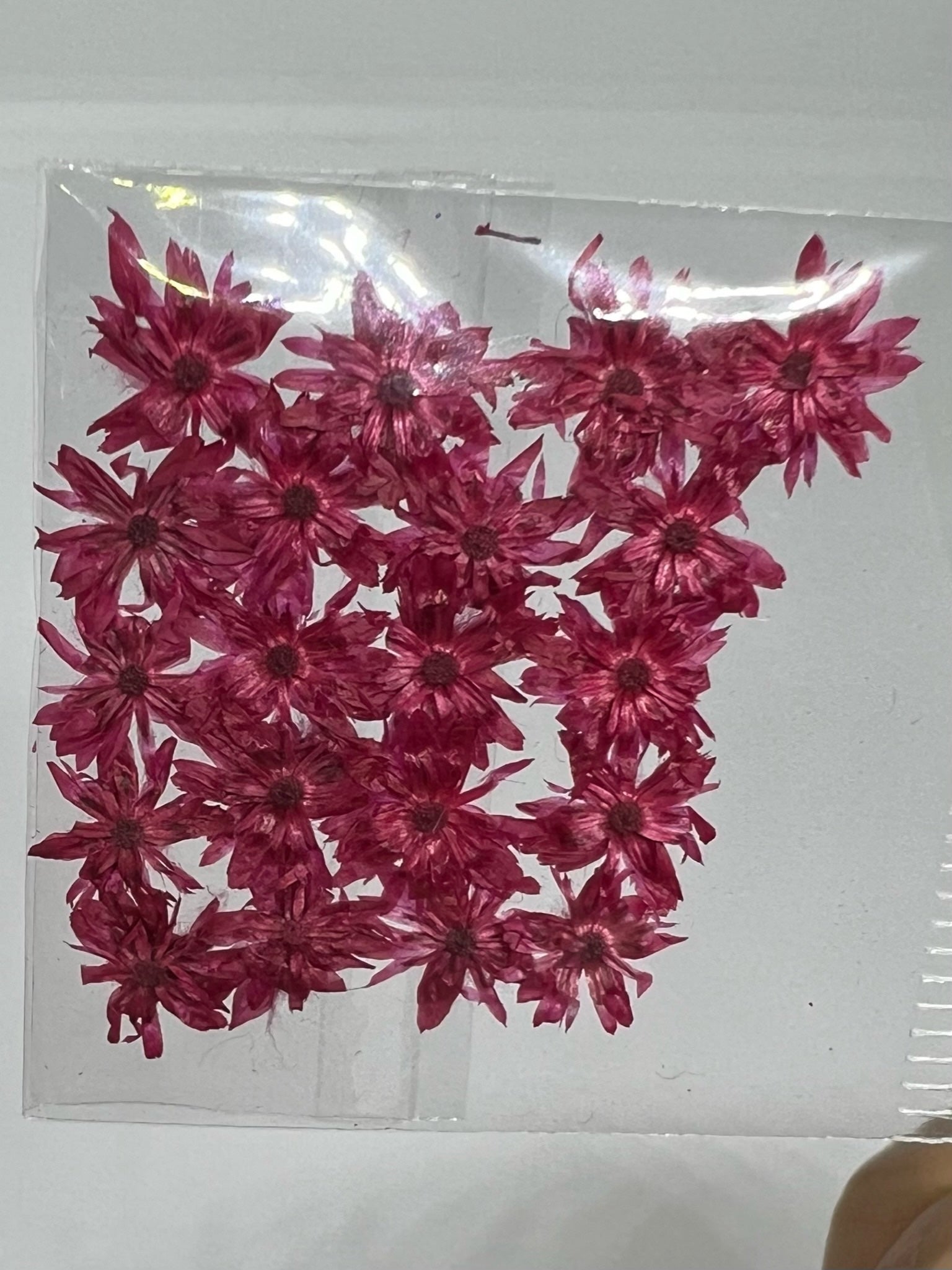Dried Flowers - Daisy