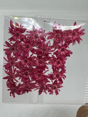Dried Flowers - Daisy