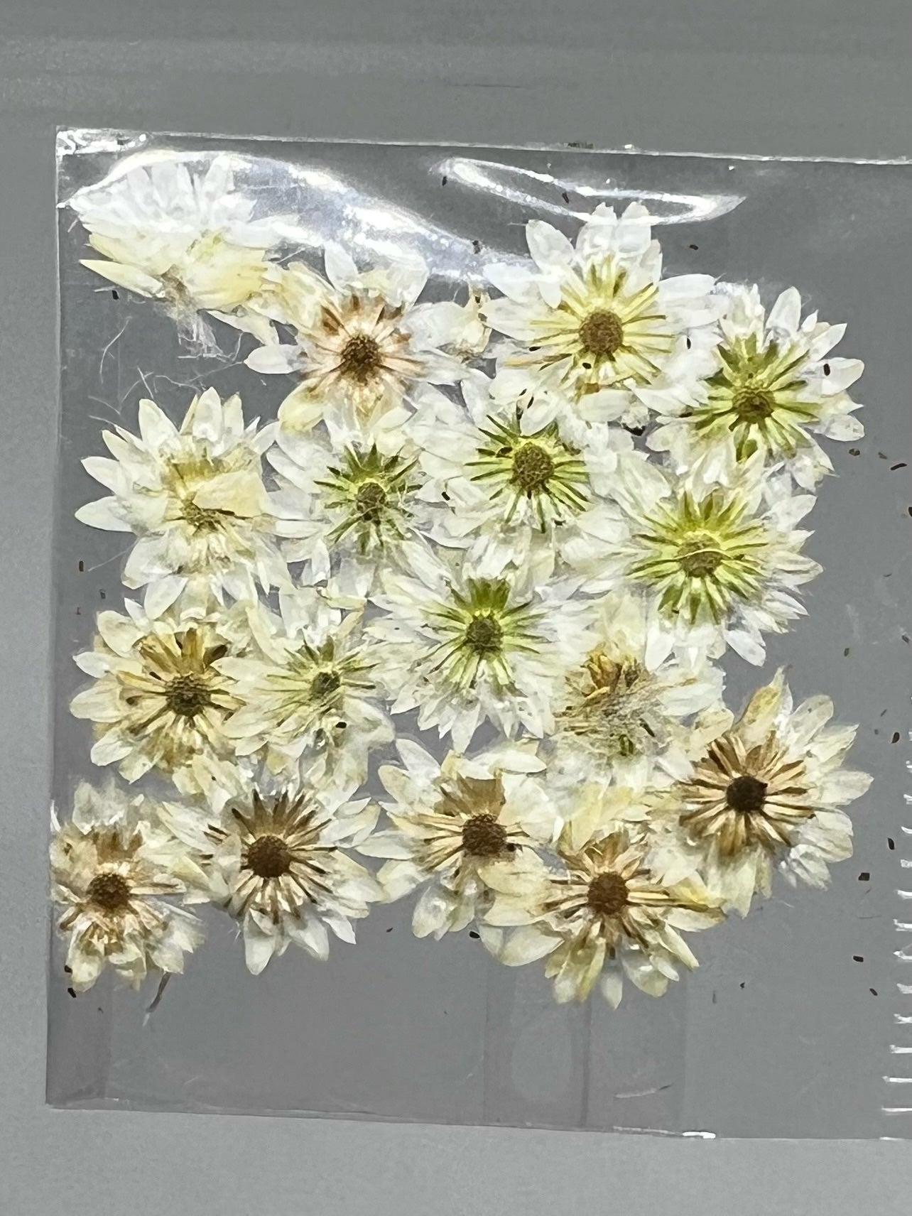 Dried Flowers - Daisy