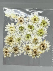 Dried Flowers - Daisy