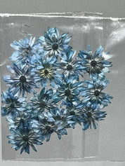 Dried Flowers - Daisy