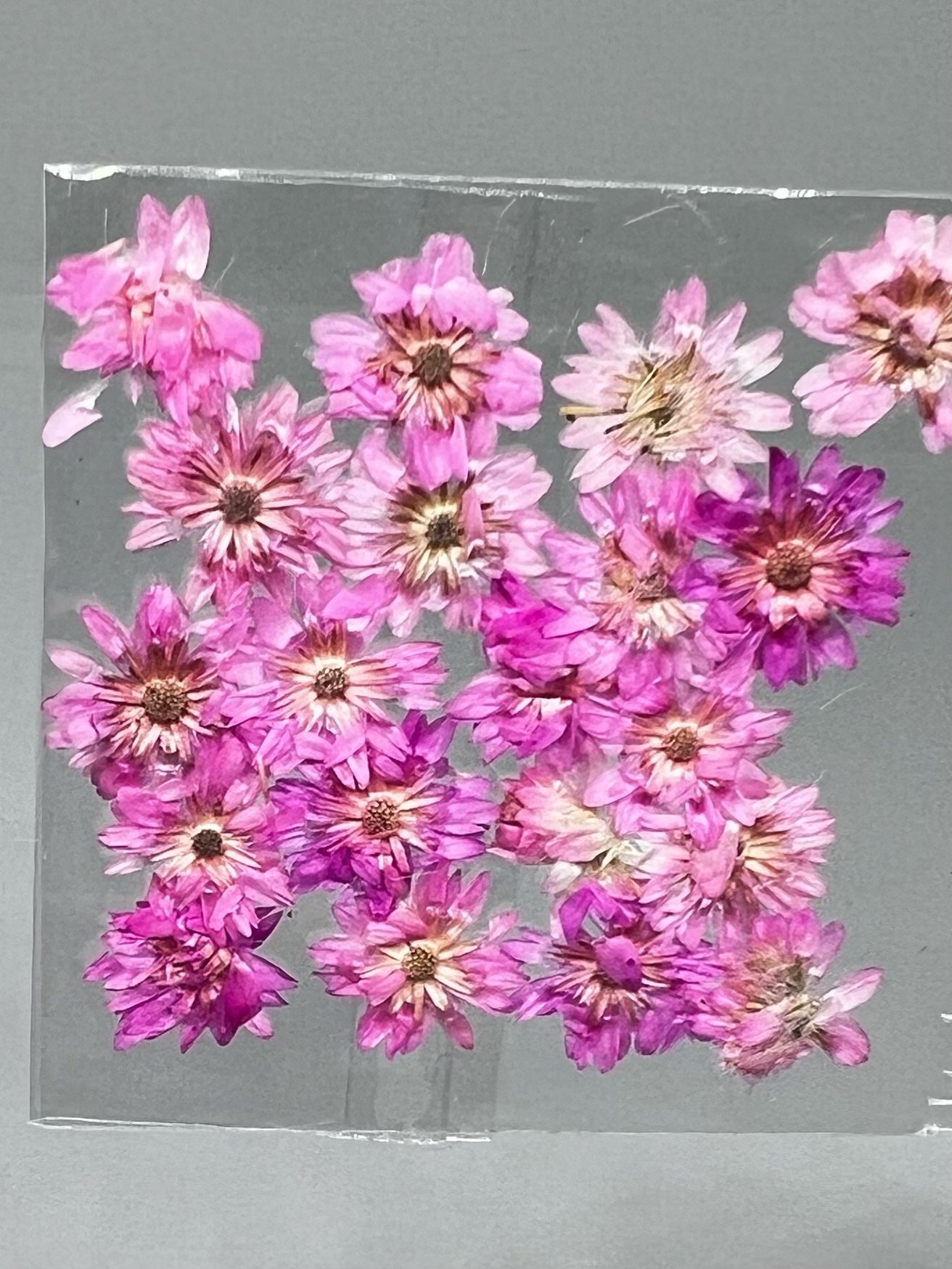 Dried Flowers - Daisy