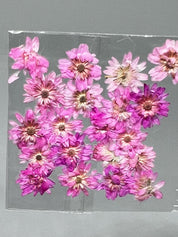 Dried Flowers - Daisy