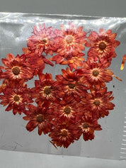 Dried Flowers - Daisy