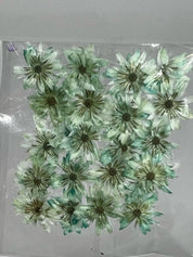 Dried Flowers - Daisy