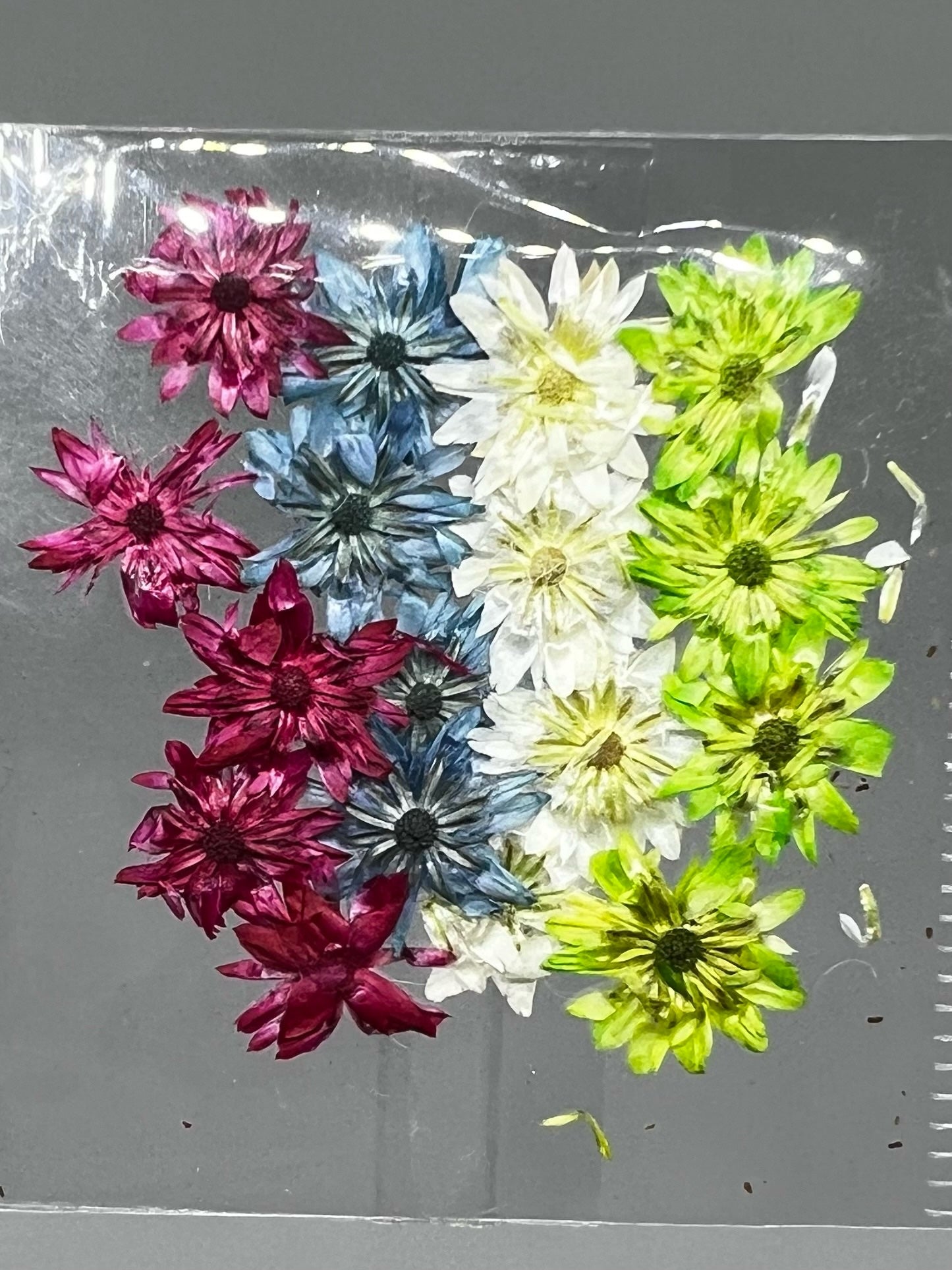 Dried Flowers - Daisy