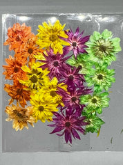 Dried Flowers - Daisy